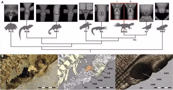 Co quan giao phoi cua khung long la gi?-Hinh-7