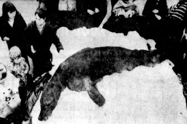 Ngày 1/4/1972, một số tờ báo trên thế giới đã công bố hình ảnh xác chết của quái vật hồ Loch Ness. Các bài báo công bố thông tin: Một nhóm các nhà nghiên cứu động vật học ở vườn thú Flamingo Land, Yorkshire đang tìm kiếm bằng chứng về sự tồn tại của quái vật Nessie đã phát hiện ra xác chết nổi trên mặt nước vào ngày hôm trước. Ban đầu, người ta báo cáo quái vật đó nặng 1,5 tấn. Tuy nhiên, sau khi kiểm tra, quái thú thực ra là một con hải cẩu. Nhân viên vườn thú John Shields đã thú nhận đặt xác hải cẩu xuống hồ để trêu đùa mọi người.