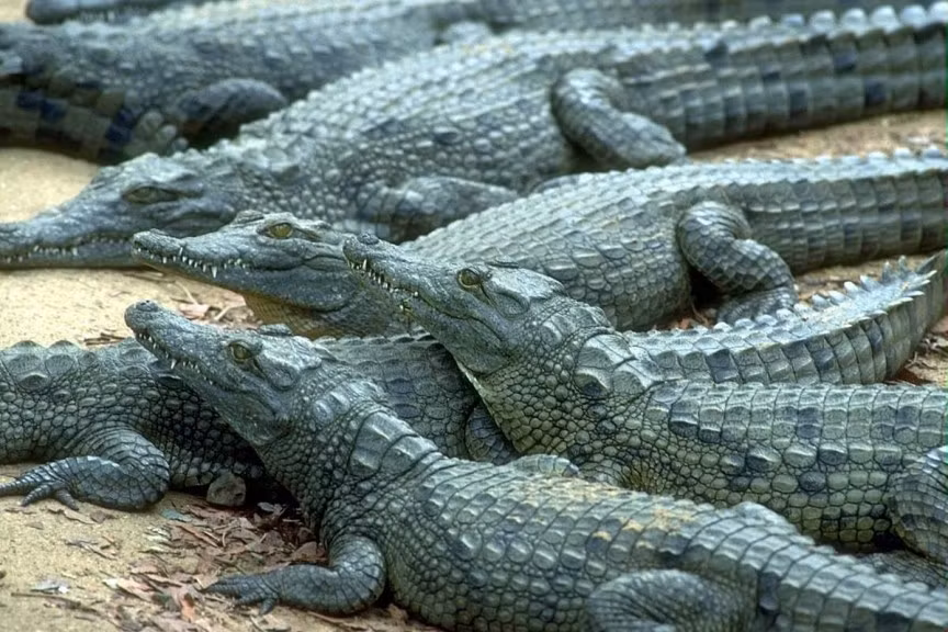 Ai Cập cổ đại là xã hội đầu tiên trong lịch sử loài người được biết đến việc kiểm soát khả năng sinh đẻ. Để tránh mang thai, người Ai Cập cổ đại sẽ dùng hỗn hợp làm từ bùn, mật ong và phân cá sấu.