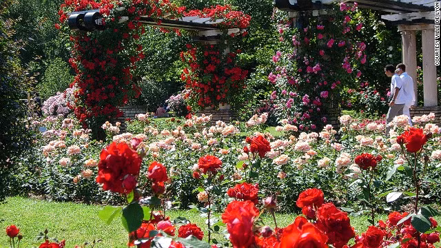 Parc de la Tete d'Or ở Lyon, Pháp là một công viên độ thị nổi tiếng với 3 vườn hồng đẹp tuyệt vời. Tên của công viên có nghĩa là "Golden Head Park" (công viên vàng) xuất phát từ một truyền thuyết về một tác phẩm điêu khắc vàng của người đứng đầu Đức Kitô bị chôn vùi ở đâu đó tại các căn cứ của quân Thập tự chinh.