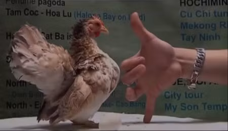 Loại gà vương giả này có khá nhiều loại nên khi mua bạn sẽ được biết về chủng dòng máu của loại serama đó.