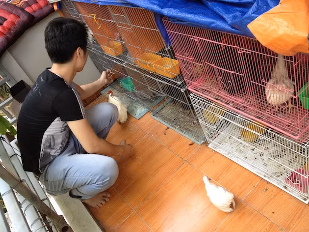 Trong khi đó, gà serama mang dòng máu Breed Lang có bộ lông màu điều, chân và mỏ màu vàng, ngực to, bộ lông bóng.