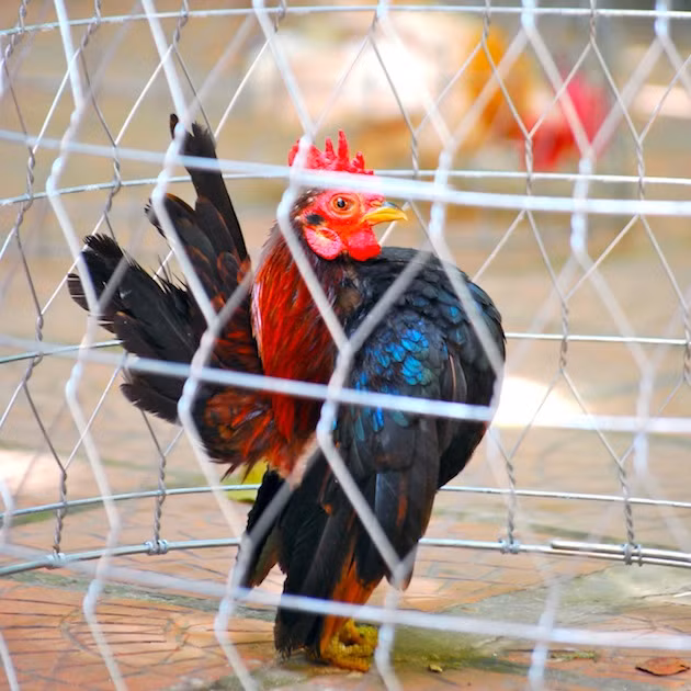 Cụ thể, gà serama mang trong mình dòng máu Submerin có đặc điểm: ngực lớn, lông màu vàng và hình dáng cơ thể tương đối cao.