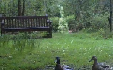 2. Khi đang dắt chó đi dạo trong công viên Kelsey ở Beckenham, một người đàn ông có tên Paul Reed đã chụp được hình ảnh lạ mà anh khẳng định là bóng ma của một phụ nữ sống vào thời Nữ hoàng Victoria (1837-1901) thông qua chiếc váy, mà người phụ nữ này mặc.