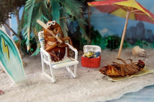 Bảo tàng gián do Michael Bohdan thành lập ở Plano, Texas, Mỹ. Ông Michael đã lên ý tưởng mặc cho những con gián chết quần áo như những người nổi tiếng hay nhân vật lịch sử, tạo dáng giống con người... Những năm 1980, ông còn tổ chức cuộc thi để tìm ra con gián lớn nhất ở Dallas.