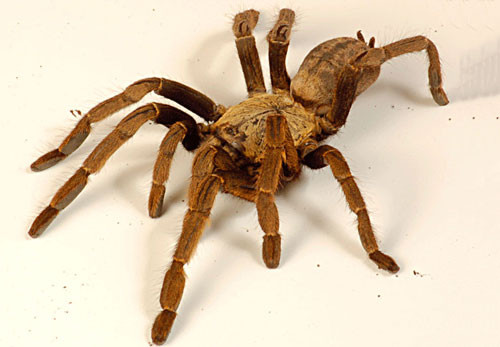 8. Nhện chim Trung Quốc.