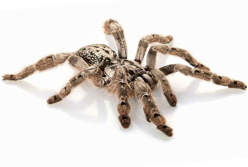 9. Nhện Poecilotheria Ornata.