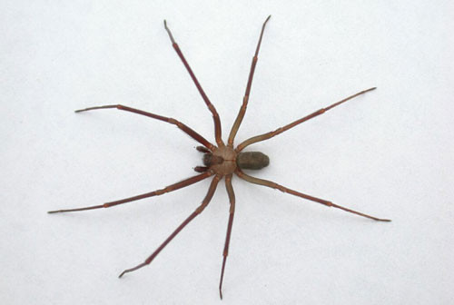 6. Nhện ẩn dật Chile.