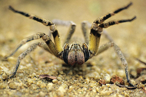 1. Nhện Phoneutria.