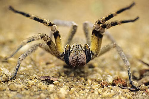 1. Nhện Phoneutria.