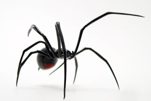 4. Nhện góa phụ.