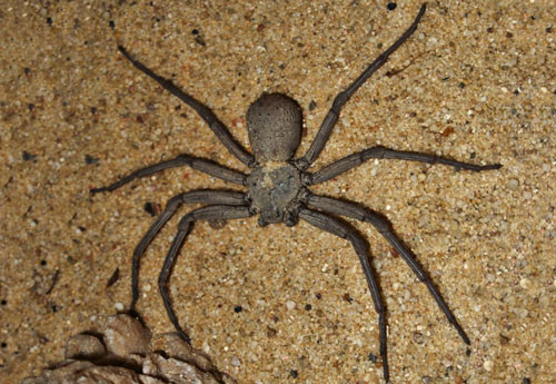 2. Nhện cát 6 mắt.