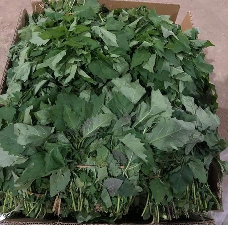 Ở nhiều nơi, người dân không ngại bỏ trồng lúa chuyển sang trồng tầm bóp cung cấp ra thị trường.