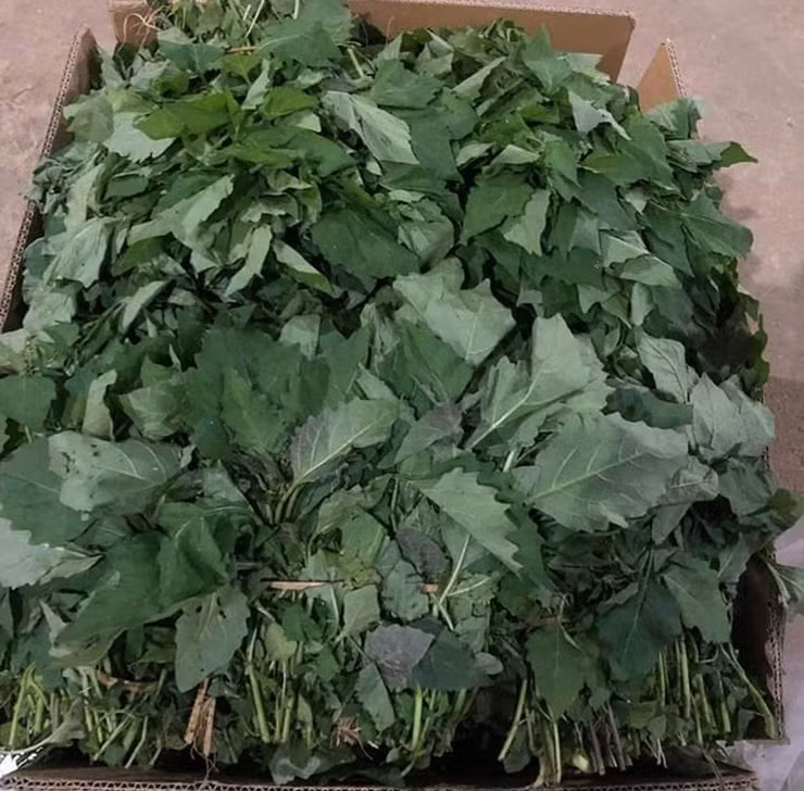 Ở nhiều nơi, người dân không ngại bỏ trồng lúa chuyển sang trồng tầm bóp cung cấp ra thị trường.