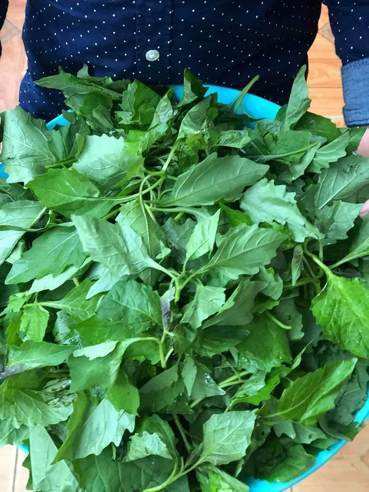 Người bán giới thiệu đây là rau sạch, mọc tự nhiên, để tủ lạnh có thể ăn trong vòng 1 tuần mà không sợ hỏng.