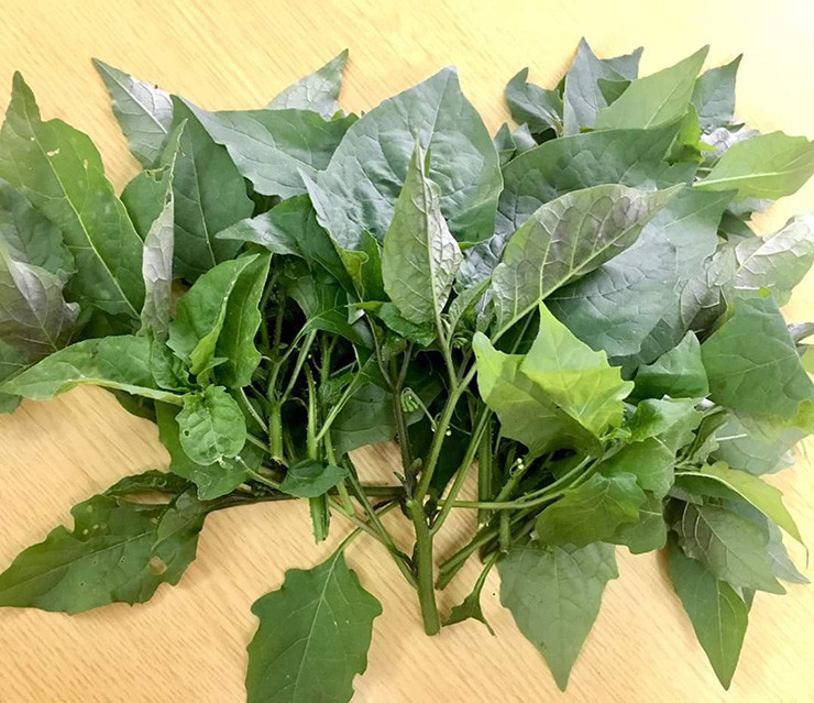  Cây tầm bóp còn được gọi bằng nhiều tên khác như: cây lồng đèn, lu lu cái, thù lù cạnh,...