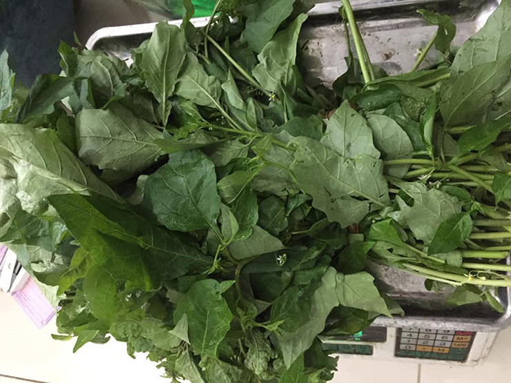 Lương y Vũ Quốc Trung cho biết tầm bóp trong đông y là cây thuốc có tác dụng chữa bệnh, vì tính mát của rau nên rau có hiệu quả rất tốt cho việc chữa trị các bệnh dạ dày, giải nhiệt và trị mụn nhọt, tốt cho sức khỏe.