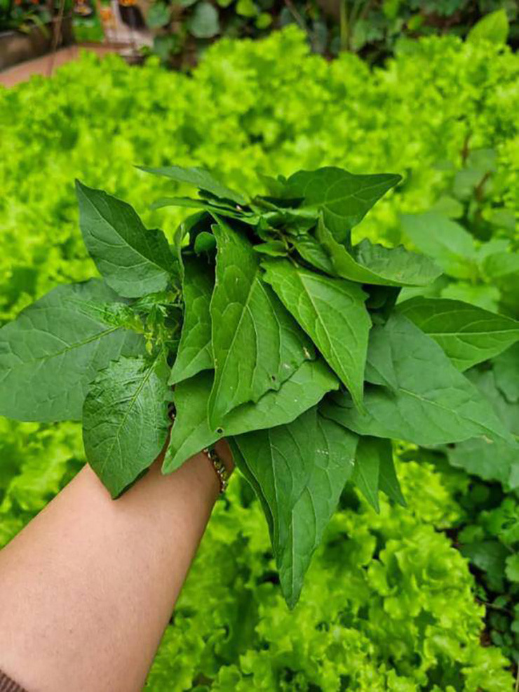 Trẻ em thành phố thường hái quả tầm bóp để chơi, còn rau tầm bóp nhiều người nghĩ không ăn được.