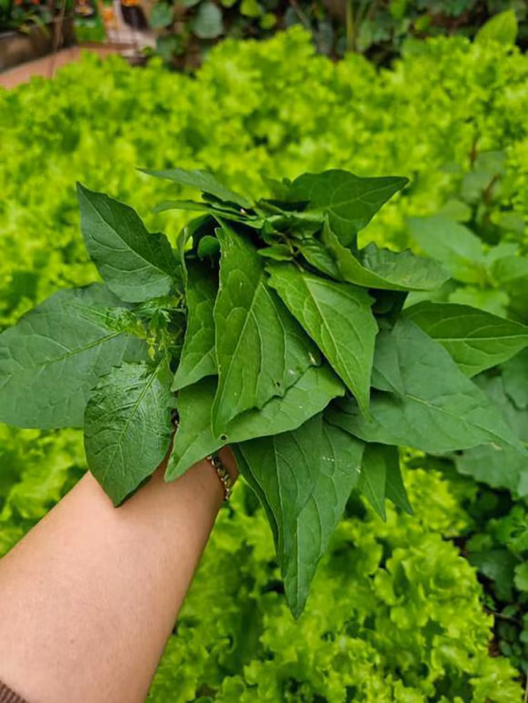 Trẻ em thành phố thường hái quả tầm bóp để chơi, còn rau tầm bóp nhiều người nghĩ không ăn được.