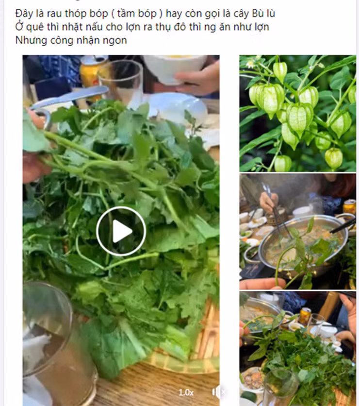 Ở các nhà hàng, rau tầm bóp được sử dụng để nhúng lẩu, vì lạ nên nhiều người yêu thích.