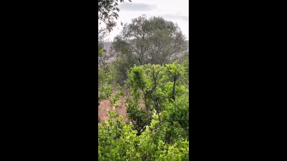 Video: Trâu rừng kêu la thảm thiết khi bị sư tử đoạt mạng Video: Trau rung keu la tham thiet khi bi su tu doat mang