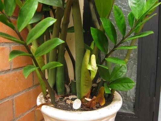 Cây Kim tiền được đánh giá khá cao trong phong thủy cây cảnh; thể hiện sự giàu sang và dồi dào về tiền bạc. Người ta quan niệm cây Kim Tiền ra hoa sẽ mang lại nhiều điều may mắn và sung túc tài lộc.