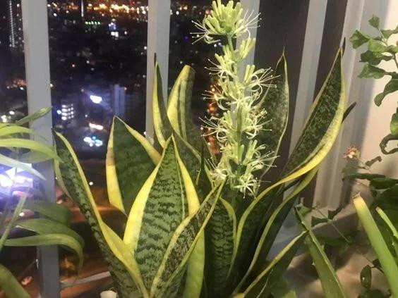 Cây lưỡi hổ. Lưỡi hổ là cây cảnh phổ biến, được nhiều gia đình trồng loài cây này ít khi nở hoa. Chúng có tác dụng xua đuổi tà ma, xui xẻo vào nhà.