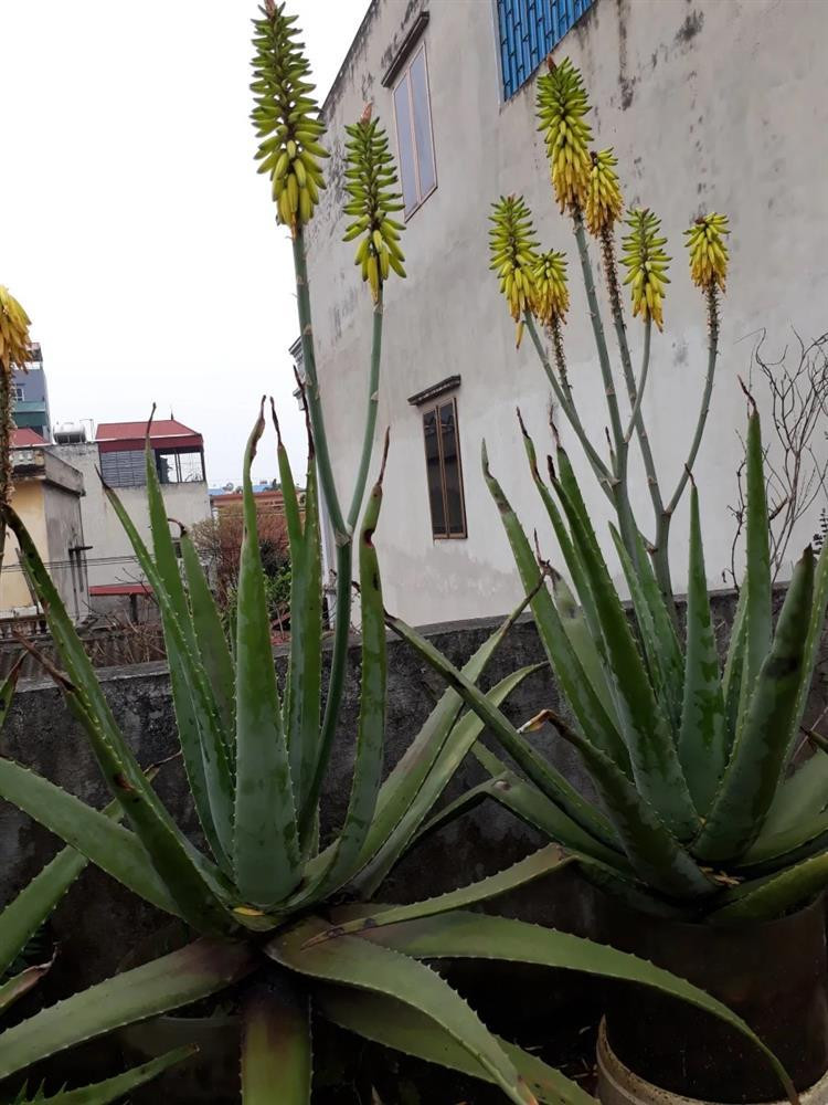 Cây lô hội. Cây lô hội là loại cây phổ biết vì tác dụng làm đẹp của nó, nhưng có lẽ không nhiều người nhìn thấy loài hoa của cây cảnh này.