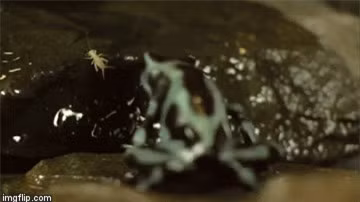 Sinh vat ty hon chi dai 2,5 cm co chat doc chet nguoi-Hinh-4