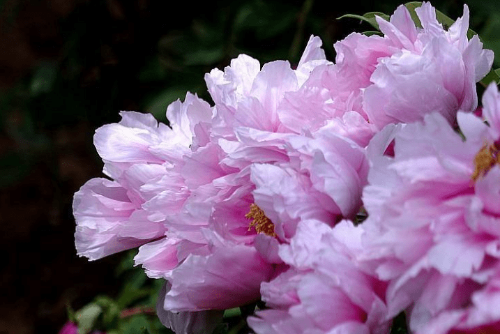 Sinh vao 4 ngay Am lich nay, thong minh, tuong lai tuoi sang