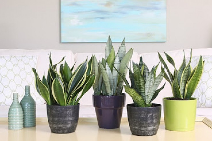 Theo phong thủy khi cây ra hoa, đặc biệt vào dịp đầu năm thì năm đó gia chủ sẽ phát tài, công việc sự nghiệp thuận lợi, gia đình bình an, hạnh phúc.