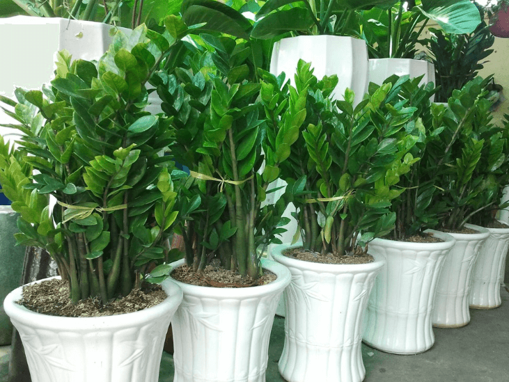 Bất cứ ai trồng và chăm sóc loài cây này đều mong chúng ra hoa đẹp rực rỡ. Cây kim tiền khó ra hoa đến nỗi hầu hết chúng ta chỉ nghĩ rằng nó suốt đời chỉ có cành lá xanh tươi như thế mà thôi. Chính vì vậy, nếu cây kim tiền trong nhà bạn ra hoa, đây là một điềm lành cho gia đình, mang lại tài lộc gấp đôi cho gia chủ.