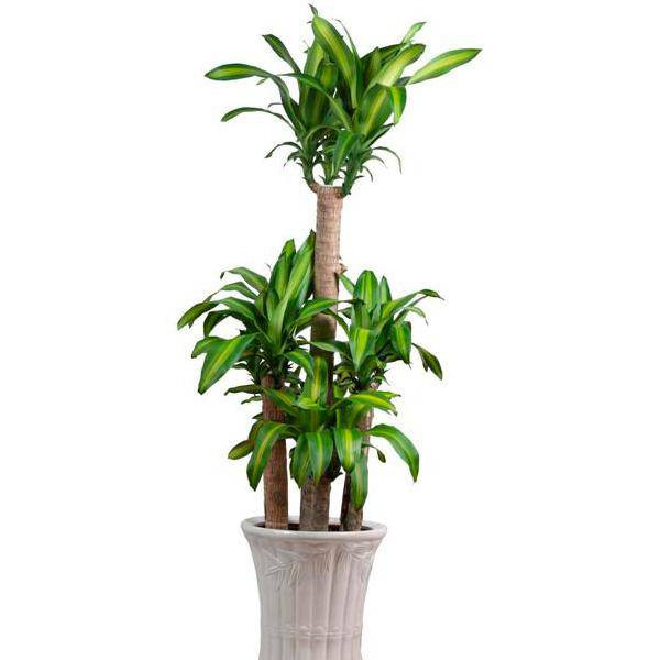 Thiết mộc lan hiếm ra hoa nhưng khi nở lại lâu tàn, chúng có thể giữ hoa nở trong vòng 2 tháng, thể hiện cho phú quý bền chặt của gia đình.