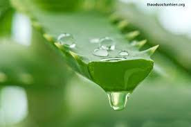 Theo quan niệm, cây lô hội nở hoa chính là báo hiệu về điềm lành sắp đến, nhiều người cho rằng hoa của lô hội là báo trước sự thay đổi tốt đẹp * Thông tin mang tính chất tham khảo