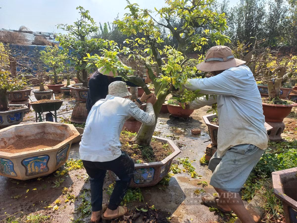 Cham soc cay mai vang sau Tet “hot bac