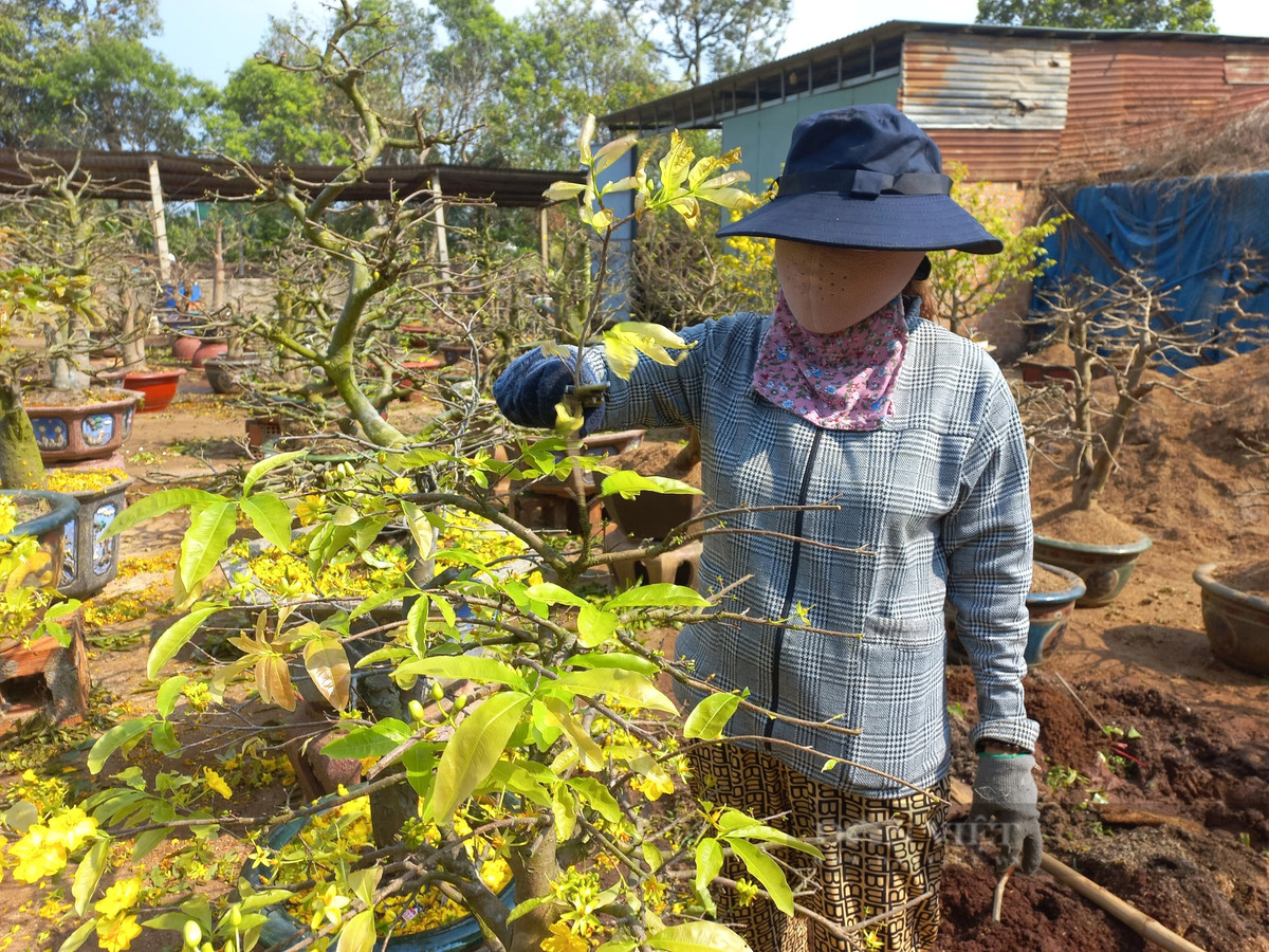 Cham soc cay mai vang sau Tet “hot bac