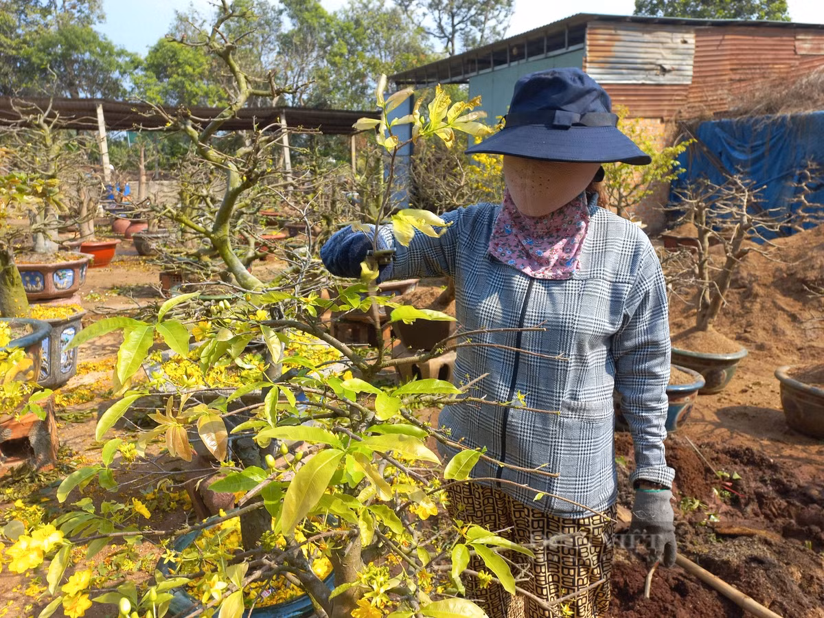 Cham soc cay mai vang sau Tet “hot bac