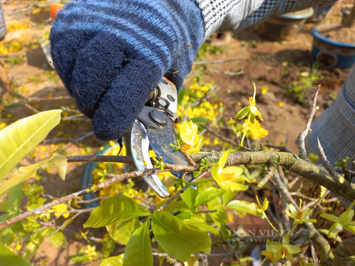 Cham soc cay mai vang sau Tet “hot bac