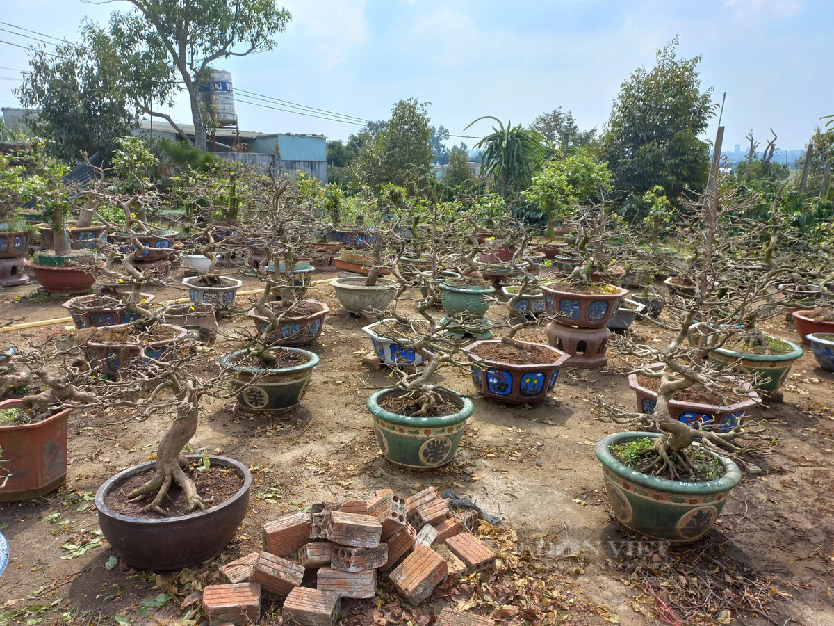 Cham soc cay mai vang sau Tet “hot bac