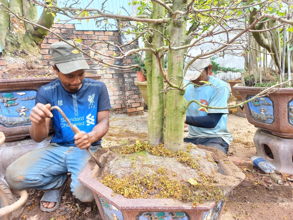 Cham soc cay mai vang sau Tet “hot bac