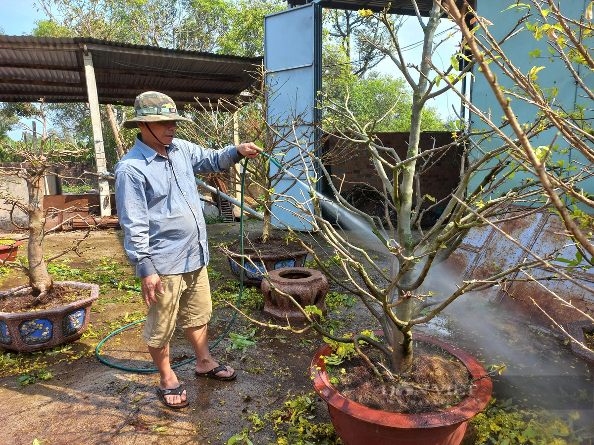 Cham soc cay mai vang sau Tet “hot bac