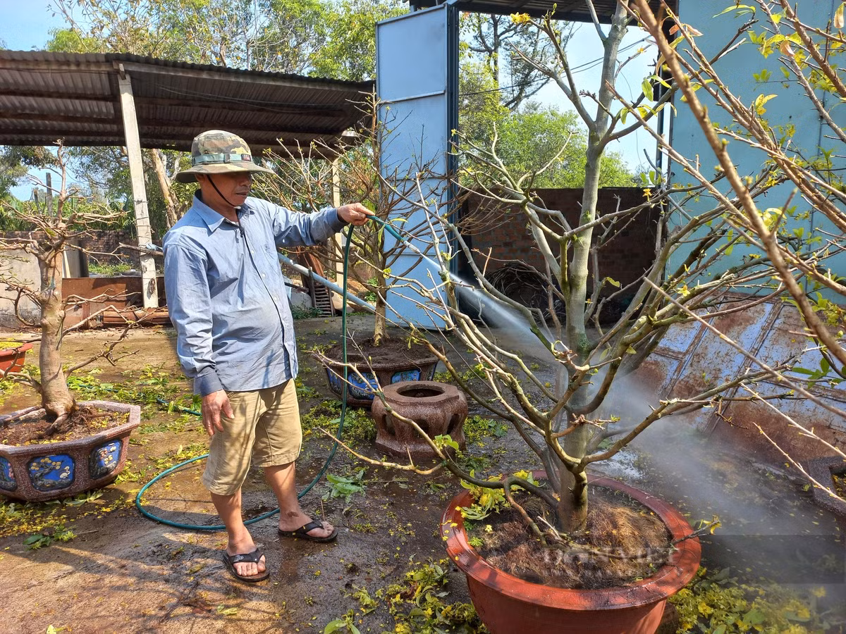 Cham soc cay mai vang sau Tet “hot bac