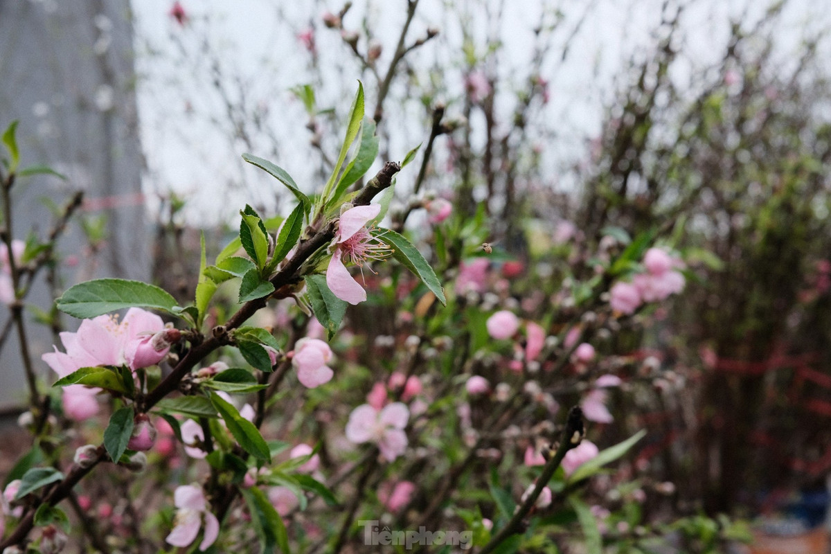 Các cành đào trước Tết bán với giá 800.000-1.000.000 thì nay chỉ còn 200.000-300.000 VNĐ.