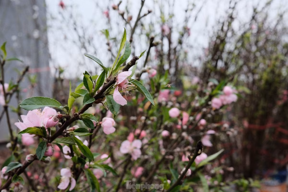 Các cành đào trước Tết bán với giá 800.000-1.000.000 thì nay chỉ còn 200.000-300.000 VNĐ.