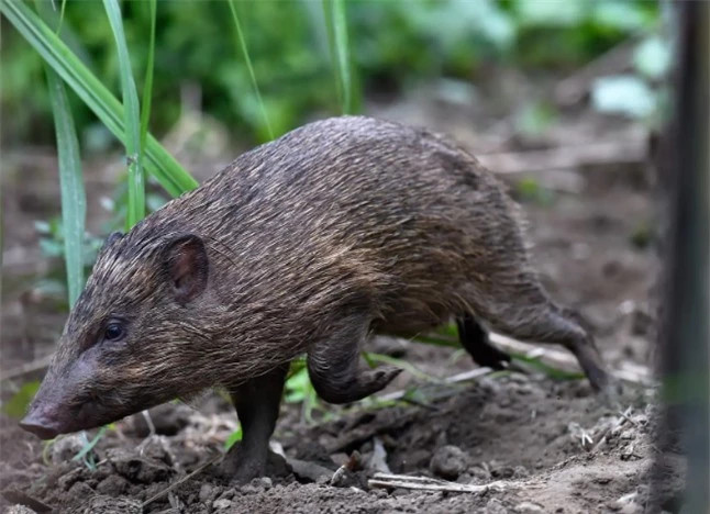 Loai lon nho nhat hanh tinh, chi con 150 con nam trong Sach Do-Hinh-2