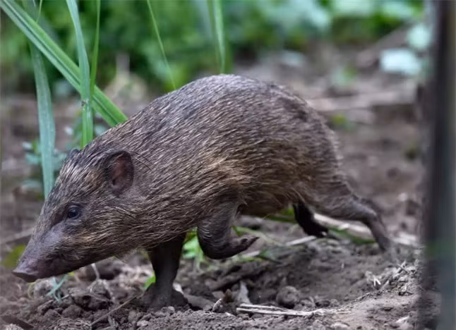 Loai lon nho nhat hanh tinh, chi con 150 con nam trong Sach Do-Hinh-2