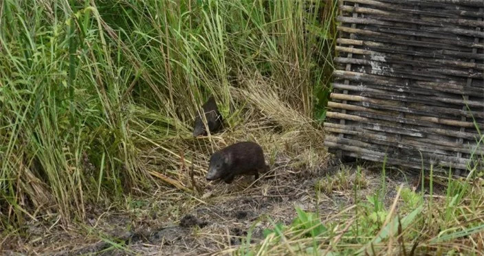 Loai lon nho nhat hanh tinh, chi con 150 con nam trong Sach Do