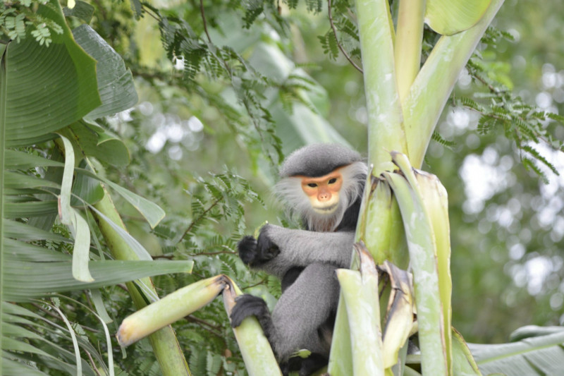 Anh Phạm Tấn Viên, một cư dân địa phương, cho biết vào ngày 5/2, anh đã nhìn thấy con voọc chà vá chân xám này ăn trái cây như me, xoài trong khu vườn nhà mình và sau đó leo lên cây biến mất. (Ảnh: CAND)