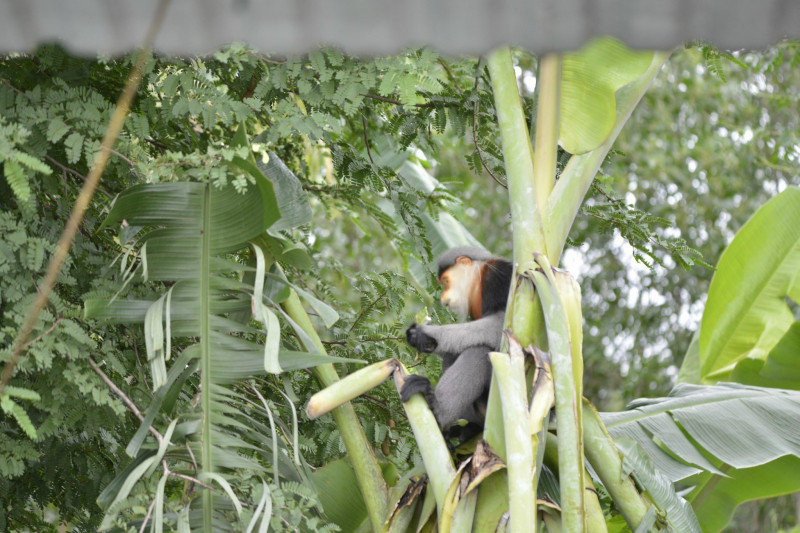 Voọc chà vá chân xám này được mô tả là dạn dĩ và thân thiện, không gây hại cho cây cối hay hoa màu. Chúng có lông màu trắng đen, nặng khoảng 20kg, và thường xuất hiện ở địa phương vào những ngày đầu năm. (Ảnh: Cand).