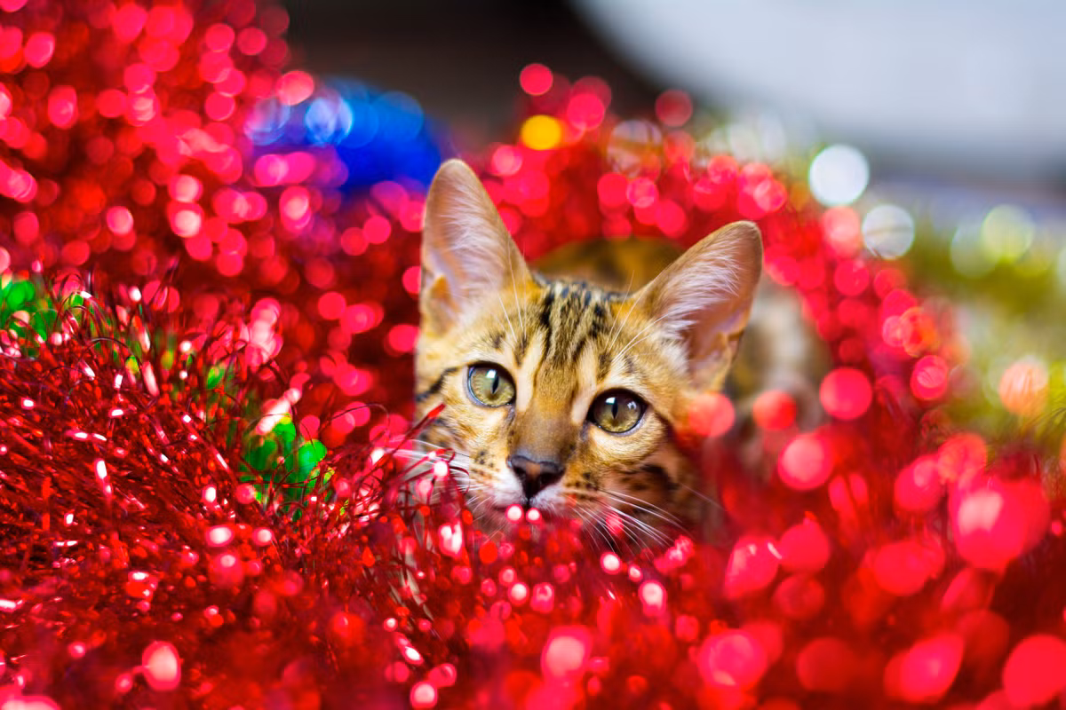 Con giáp tuổi Mão: Trí tuệ sáng suốt mang lại sự giàu có. Theo tử vi 12 con giáp năm 2024, người tuổi Mão nổi tiếng với trí thông minh sắc bén. Vào năm Giáp Thìn, họ phát huy đặc điểm này đến mức cực hạn.